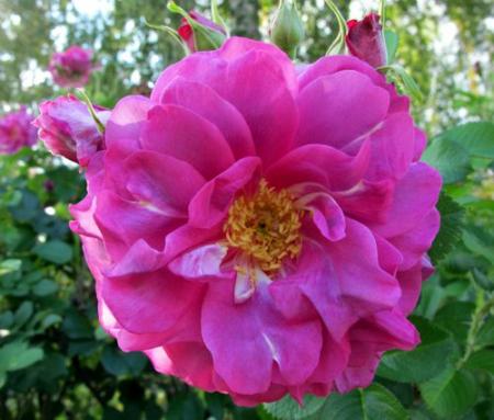 gallery_276_1247_44808.jpg