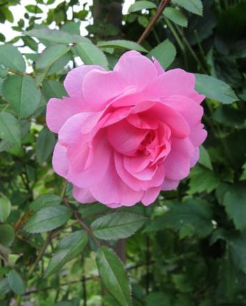 gallery_276_1250_51661.jpg