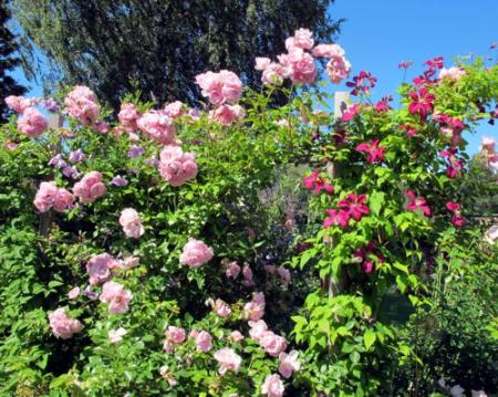 gallery_276_1250_70390.jpg