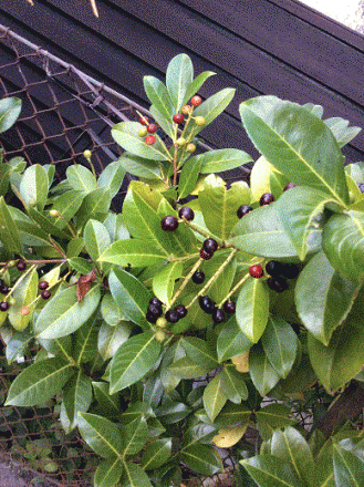 gallery_78599_5767_68327.gif