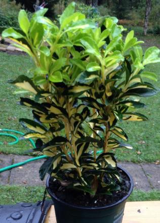 gallery_80767_5773_34864.jpg