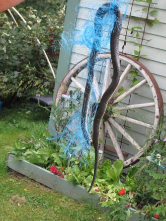 gallery_80776_5775_36462.jpg