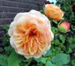 tn_gallery_276_1247_2849.jpg