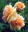 tn_gallery_276_1247_3265.jpg