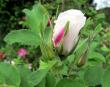 tn_gallery_276_1271_4141.jpg