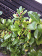 tn_gallery_78599_5767_68327.gif