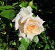 tn_gallery_276_1662_12539.jpg
