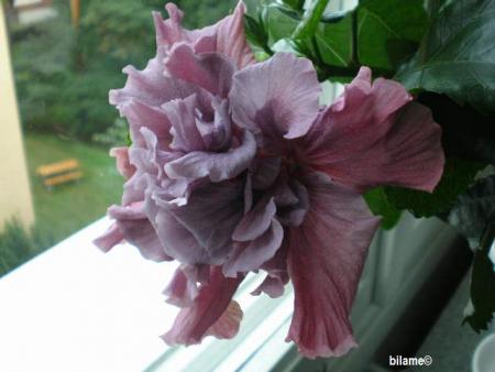 gallery_10951_1595_13040.jpg