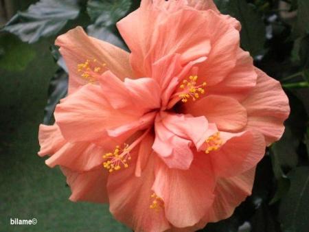 gallery_10951_1595_14732.jpg