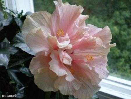 gallery_10951_1595_35406.jpg