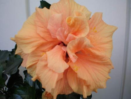 gallery_10951_1595_5096.jpg