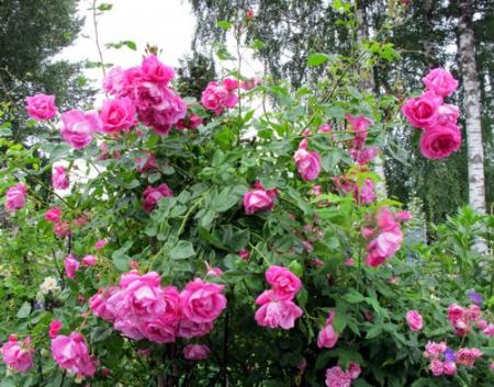 gallery_276_1250_65237.jpg