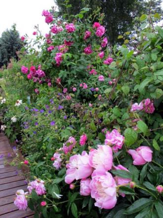 gallery_276_1250_8071.jpg