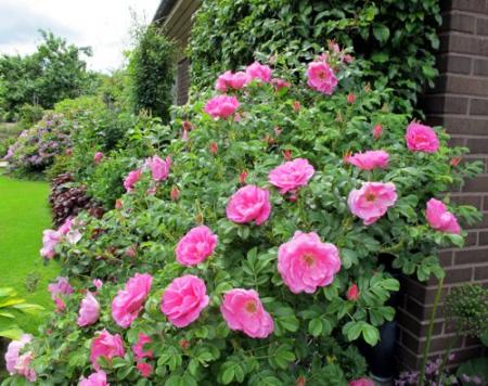 gallery_276_1271_80377.jpg
