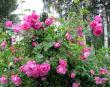 tn_gallery_276_1250_65237.jpg