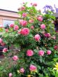 tn_gallery_276_1641_40238.jpg