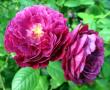 tn_gallery_276_1641_9058.jpg