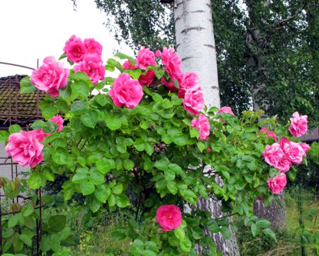 gallery_276_1250_31261.jpg