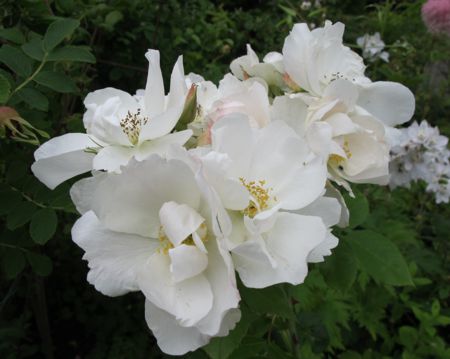 gallery_276_1271_3573.jpg