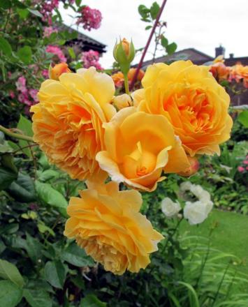 gallery_276_1247_9808.jpg