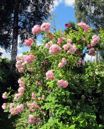gallery_276_1250_111056.jpg