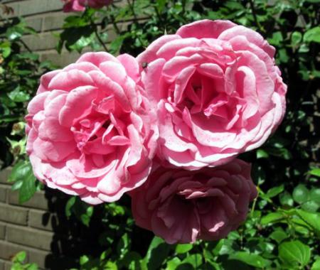 gallery_276_1250_53145.jpg