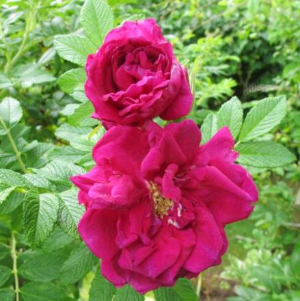 gallery_276_1645_45380.jpg