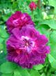 tn_gallery_276_1653_28515.jpg