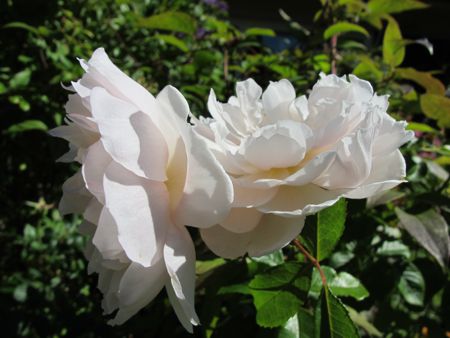 gallery_276_1247_11233.jpg