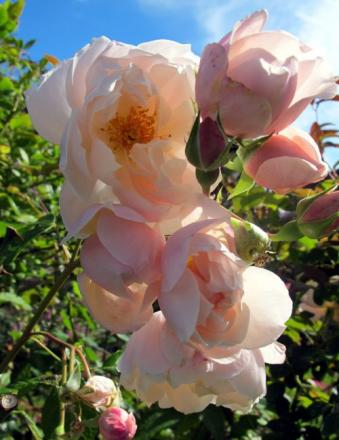 gallery_276_1247_37178.jpg
