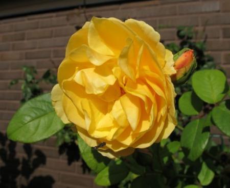 gallery_276_1247_41768.jpg