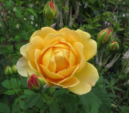 gallery_276_1247_42767.jpg