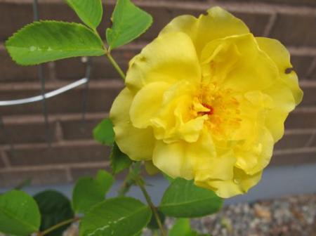 gallery_276_1250_14755.jpg