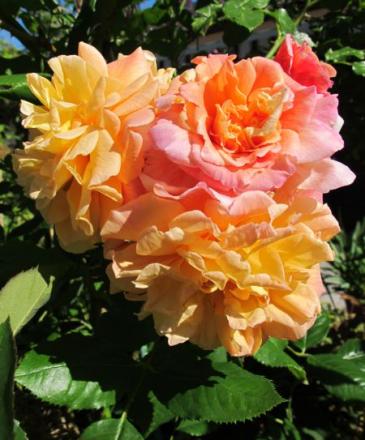 gallery_276_1250_23304.jpg