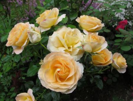 gallery_276_1646_2985.jpg