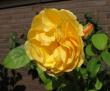 tn_gallery_276_1247_41768.jpg
