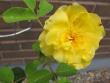 tn_gallery_276_1250_14755.jpg