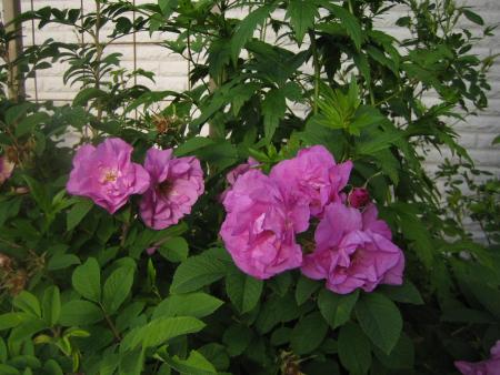gallery_4824_5104_121496.jpg