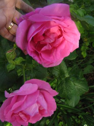 gallery_4824_5104_35389.jpg