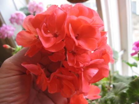 gallery_14274_6015_107196.jpg