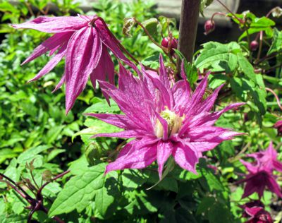 gallery_276_1322_38698.jpg