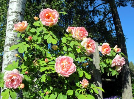 gallery_276_1640_36009.jpg