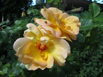 gallery_276_1644_1216.jpg