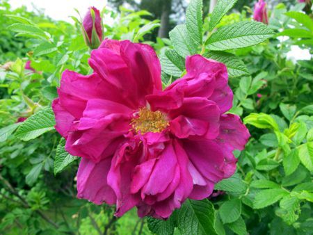 gallery_276_1645_26381.jpg
