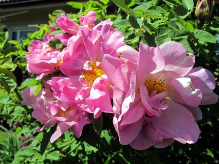 gallery_276_1651_7037.jpg
