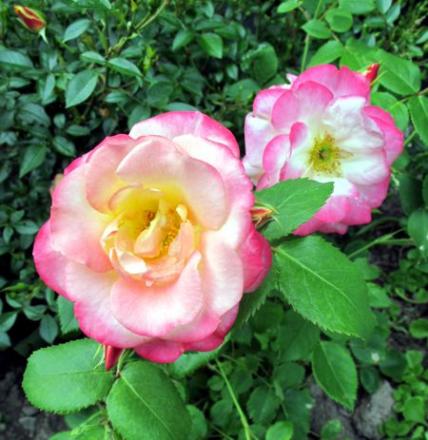 gallery_276_1271_8041.jpg