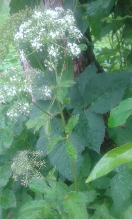 gallery_84035_6049_135883.jpg
