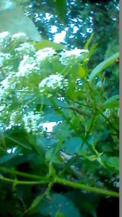 gallery_84035_6049_6929.jpg