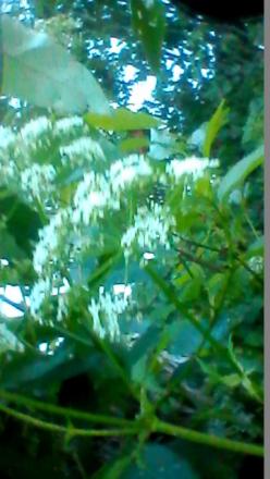 gallery_84035_6049_7180.jpg