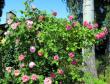 tn_gallery_276_1250_22608.jpg